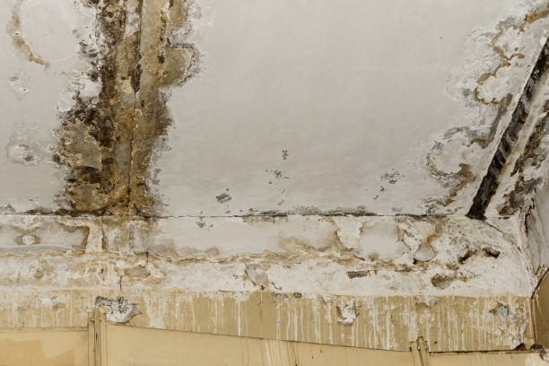 Best Mold Damage Restoration  in Redfield, SD